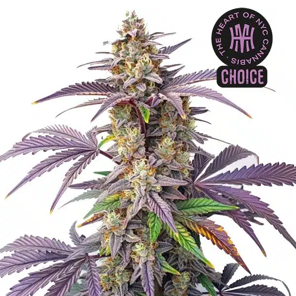Peanut Butter Breath HMC Edition – Blimburn Seeds