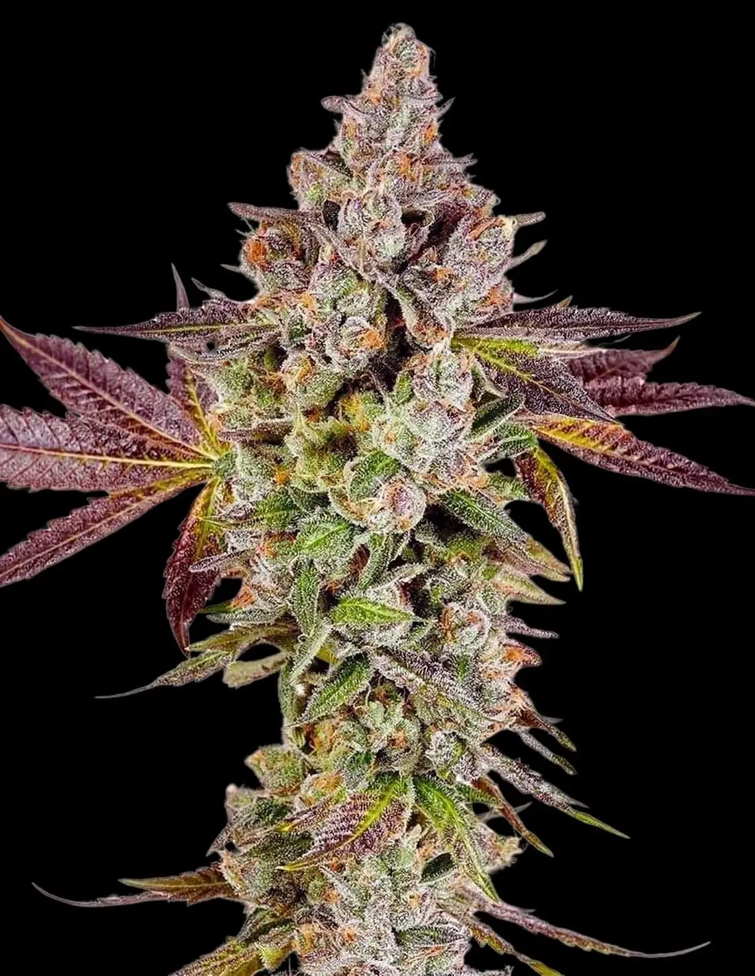 Permafunk Feminized – Alchimia Grow Shop