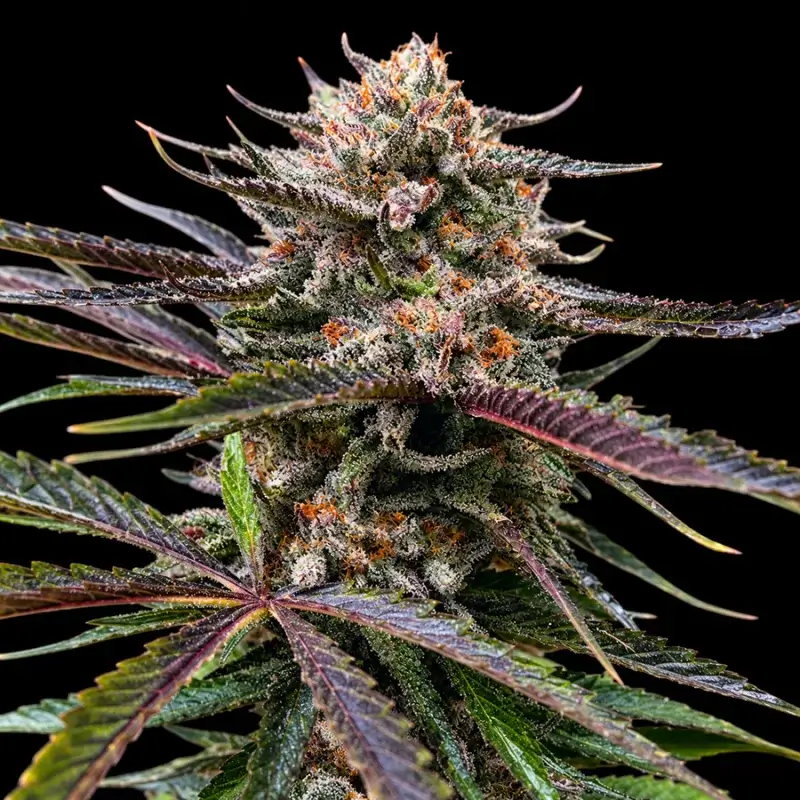 Permanent Gas Feminized – Alchimia Grow Shop