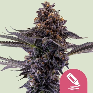 Permanent Marker – Royal Queen Seeds