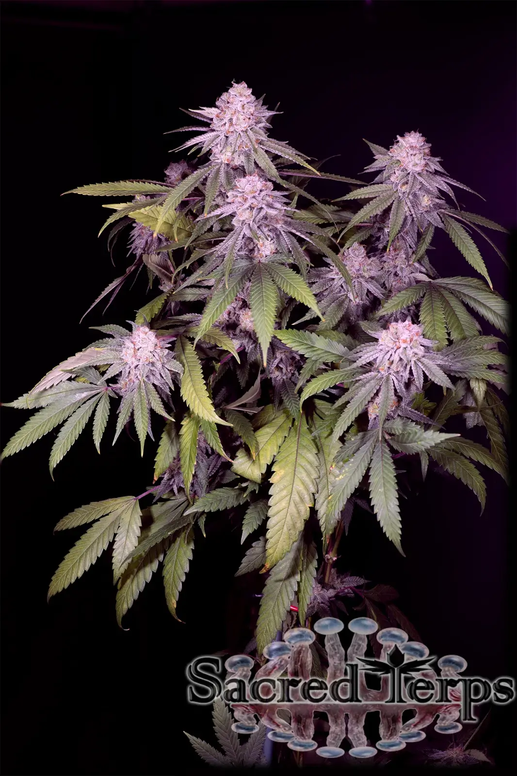 Permanent Marker Feminized – Alchimia Grow Shop