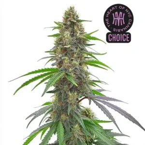 Permanent Marker HMC Edition – Blimburn Seeds
