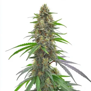 Permanent Marker – Blimburn Seeds
