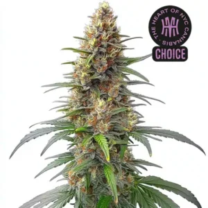 Permanent Marker Auto HMC Edition – Blimburn Seeds