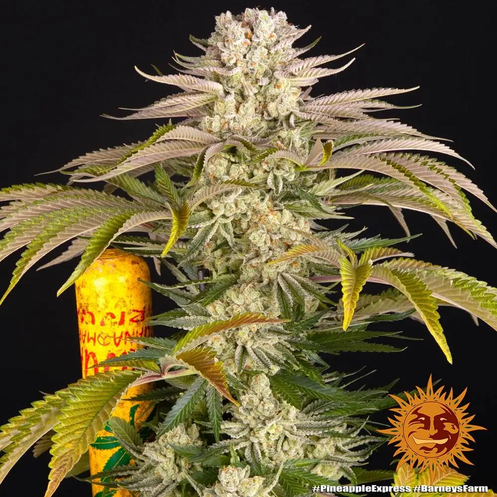 Pineapple Express Feminized – Alchimia Grow Shop