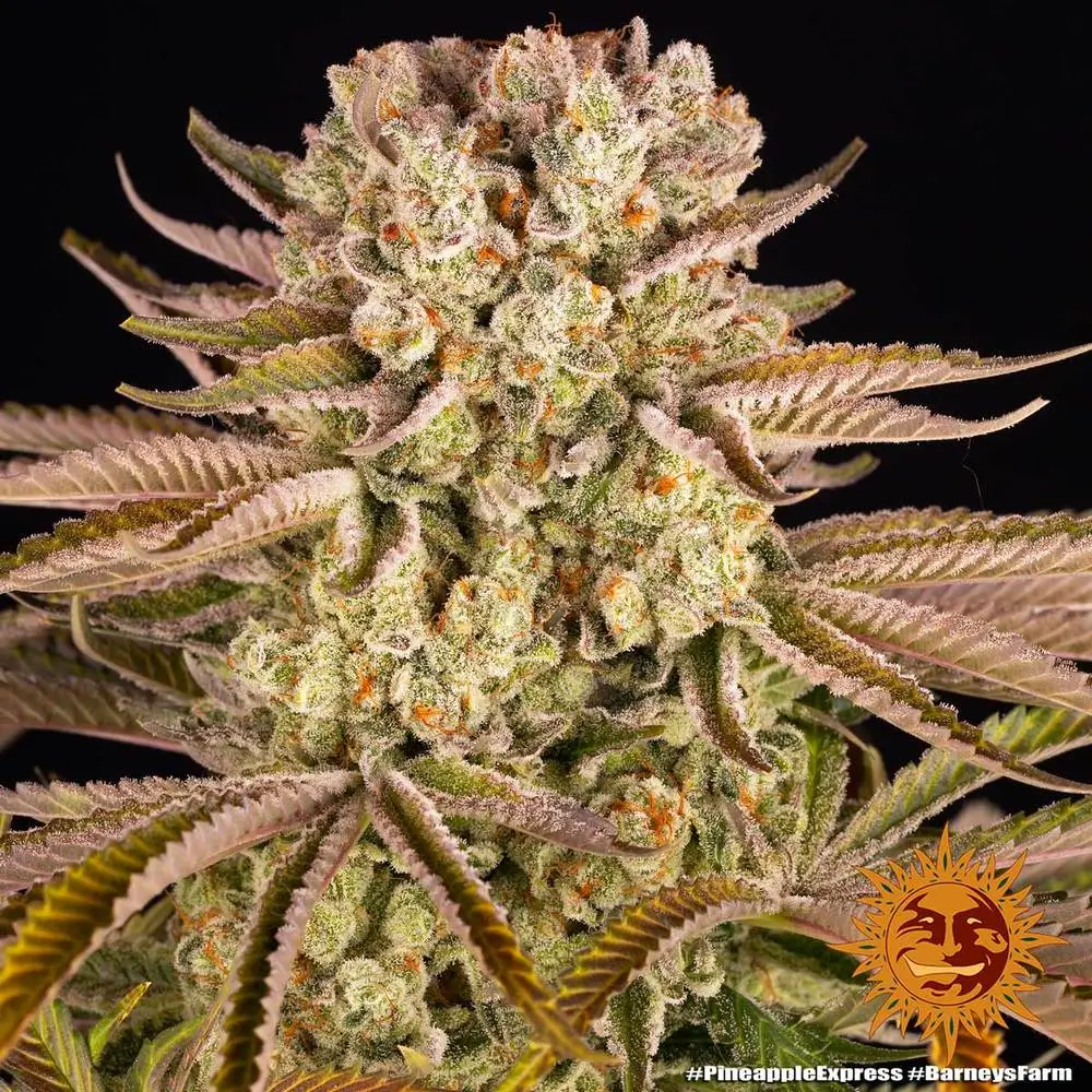 Pineapple Express Feminized – Alchimia Grow Shop