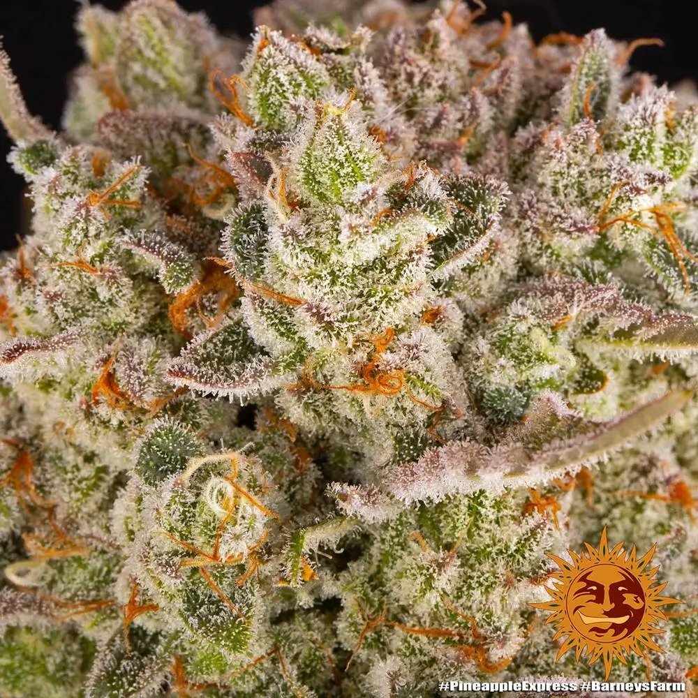 Pineapple Express Feminized – Alchimia Grow Shop