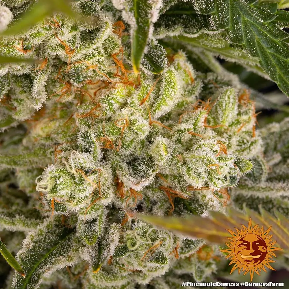 Pineapple Express Feminized – Alchimia Grow Shop