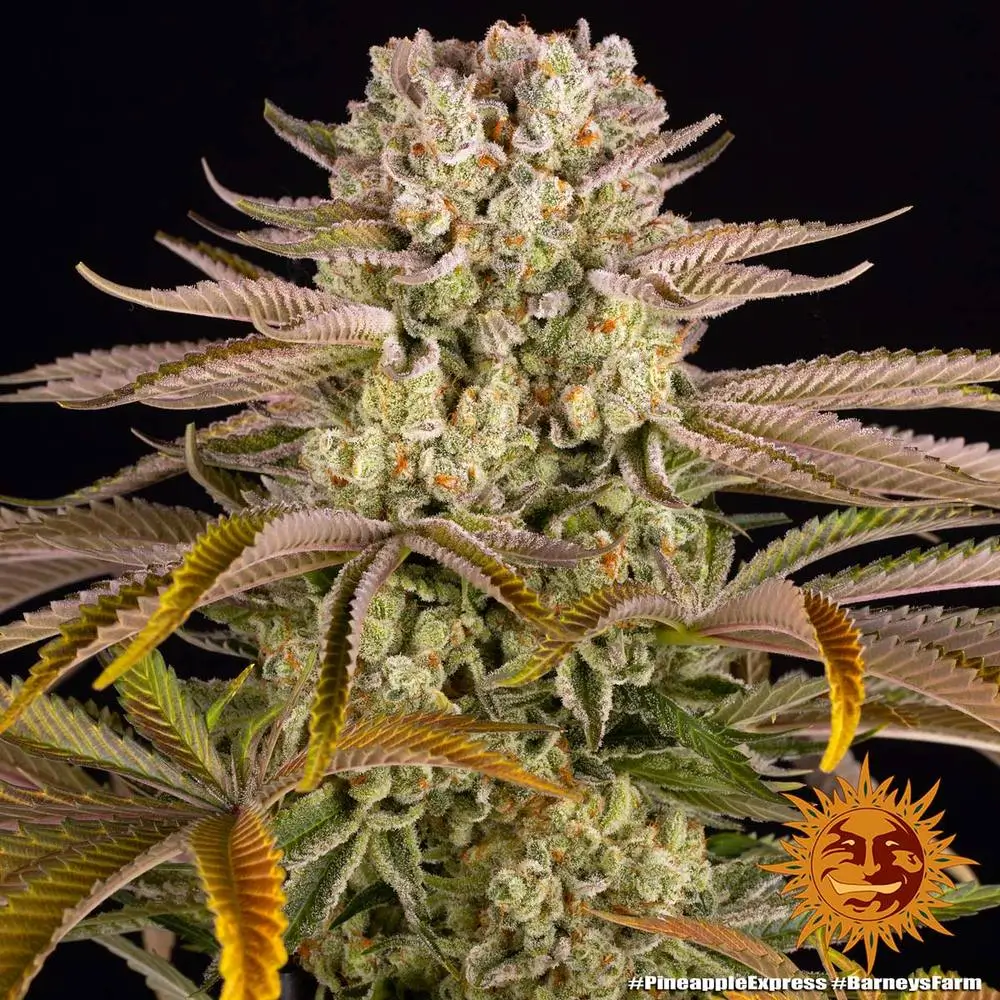 Pineapple Express Feminized – Alchimia Grow Shop