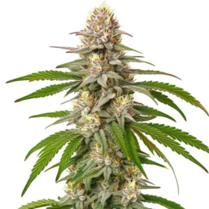 Pineapple Express – Blimburn Seeds