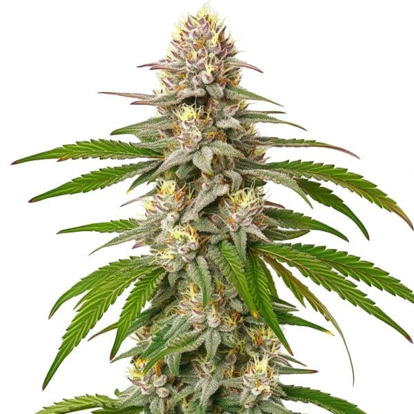 Pineapple Express – Blimburn Seeds