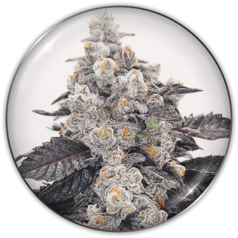 Pink Sherbert Feminized – Alchimia Grow Shop