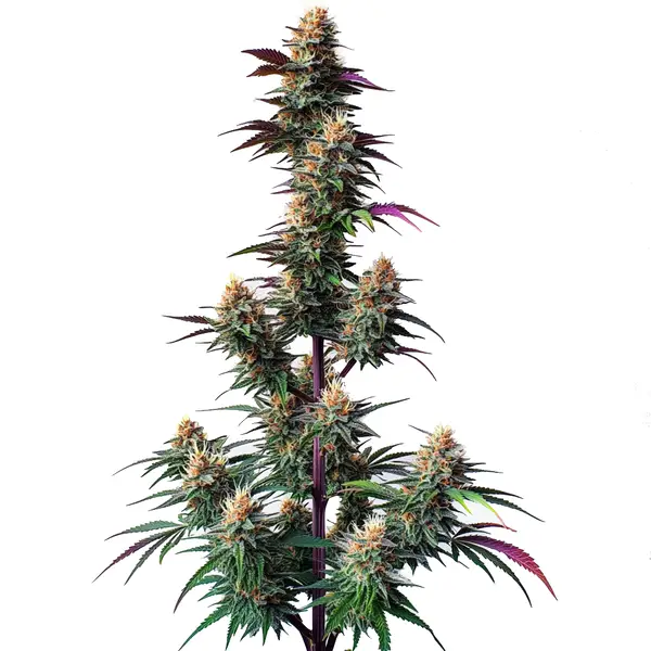 Pink Runtz Autoflower – Blimburn Seeds