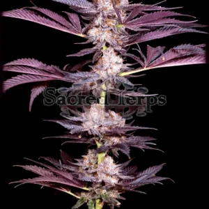 Pluto Feminized – Alchimia Grow Shop