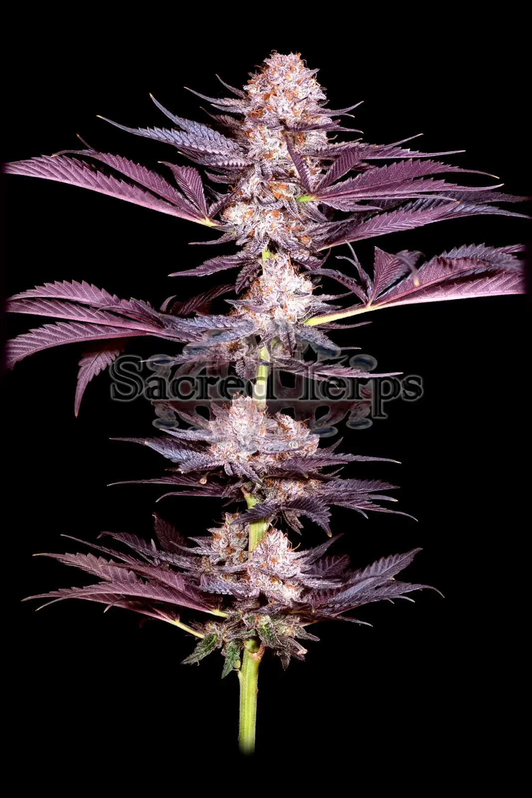 Pluto Feminized – Alchimia Grow Shop