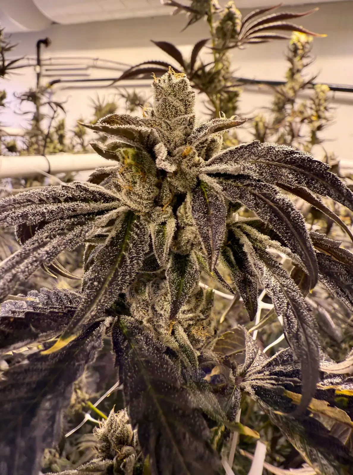Prime Lime Feminized – Alchimia Grow Shop