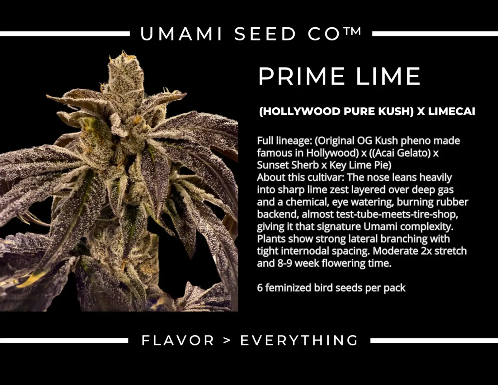 Prime Lime Feminized – Alchimia Grow Shop