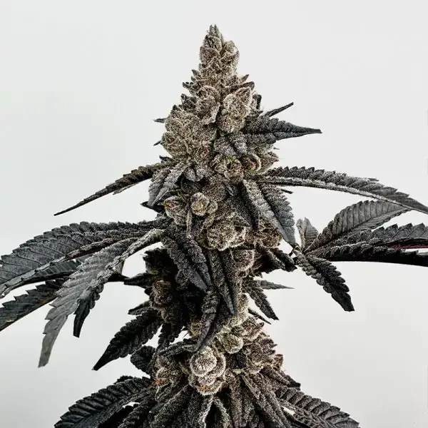 Primetime Feminized – Alchimia Grow Shop