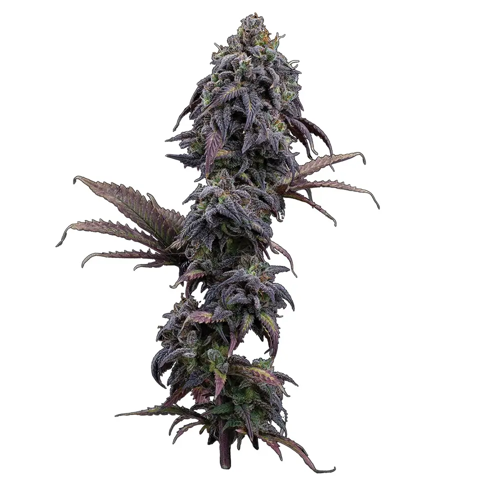 Princess Haze Feminized – Alchimia Grow Shop