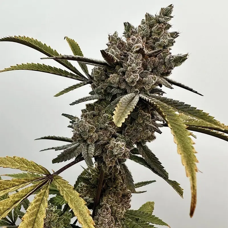 Project 9 Feminized – Alchimia Grow Shop