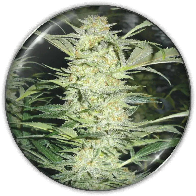 Prozack Feminized – Alchimia Grow Shop