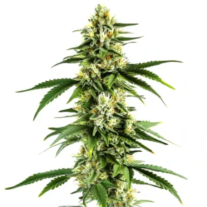 Pumpkin Spice – Blimburn Seeds