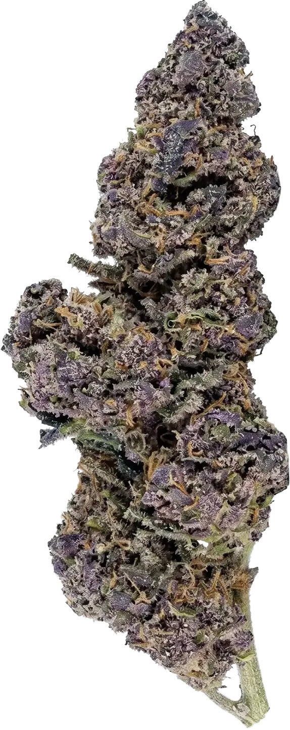 Purple Haze CBD flower