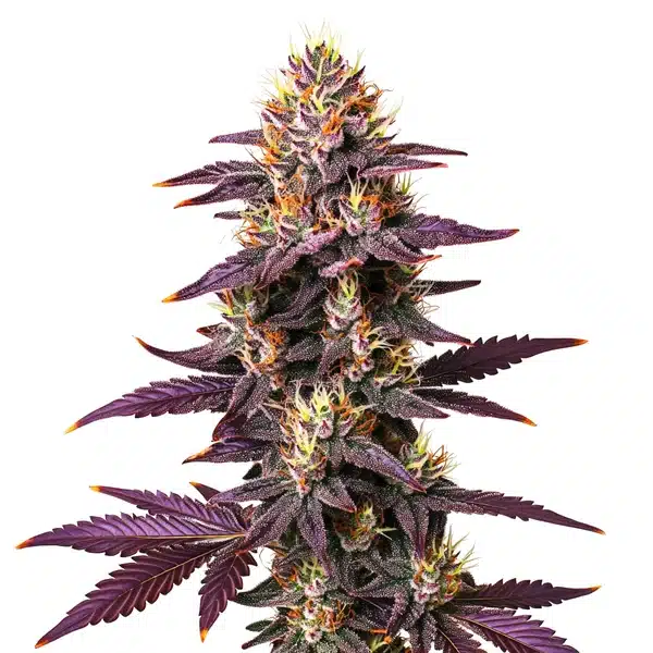 Purple Lavender Kush – Blimburn Seeds