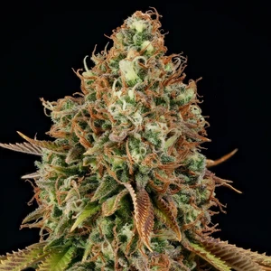 Purple Punch – Royal Queen Seeds