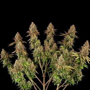 Purple Punch – Royal Queen Seeds