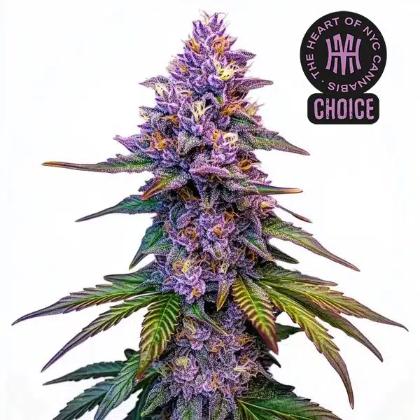 Purple Lemonade Autoflower HMC Edition – Blimburn Seeds