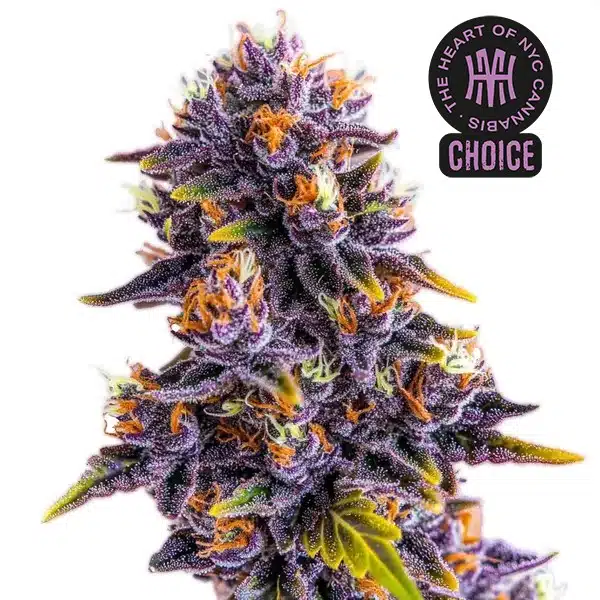Purple Star Killer HMC Edition – Blimburn Seeds