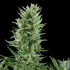 Quick One – Royal Queen Seeds