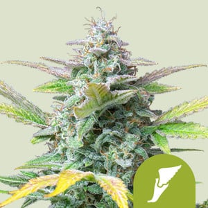 Quick One – Royal Queen Seeds