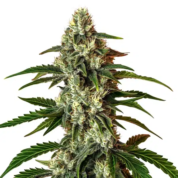 Rainbow Driver Auto – Blimburn Seeds