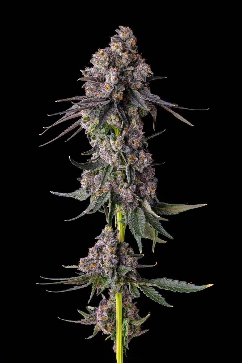 Rainbow Guavé Feminized – Alchimia Grow Shop