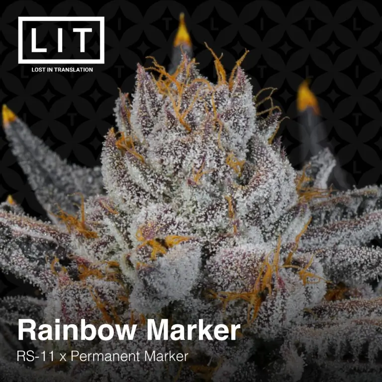 Rainbow Marker Feminized – Alchimia Grow Shop