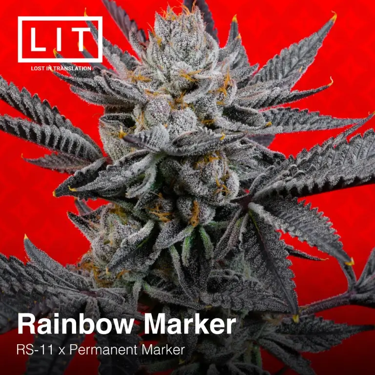 Rainbow Marker Feminized – Alchimia Grow Shop