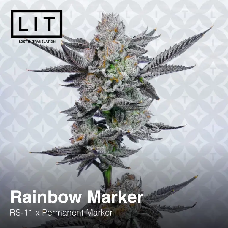 Rainbow Marker Feminized – Alchimia Grow Shop