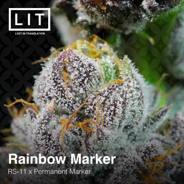 Rainbow Marker Feminized – Alchimia Grow Shop
