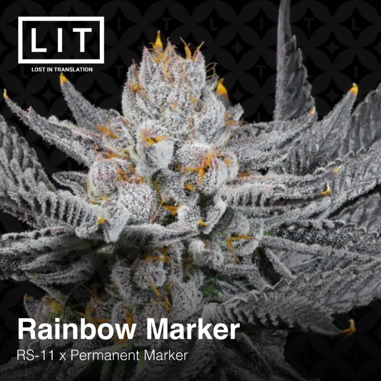 Rainbow Marker Feminized – Alchimia Grow Shop