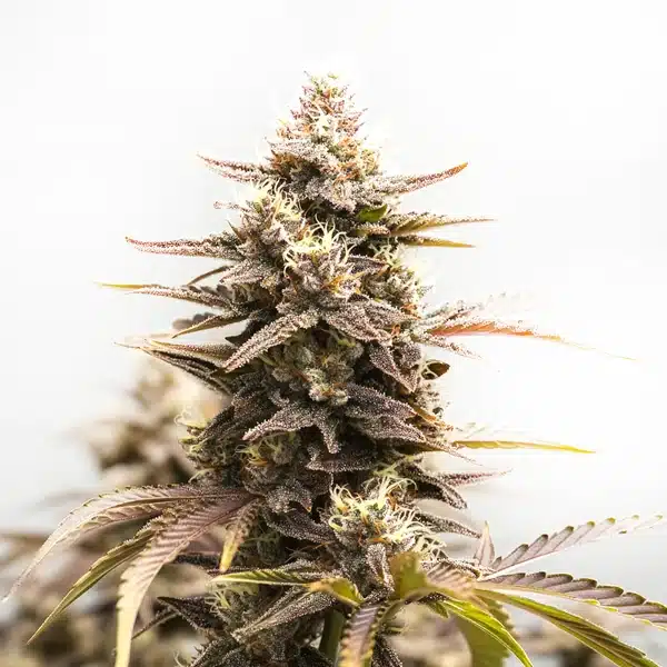 Rainbow Sherbet Auto – Blimburn Seeds
