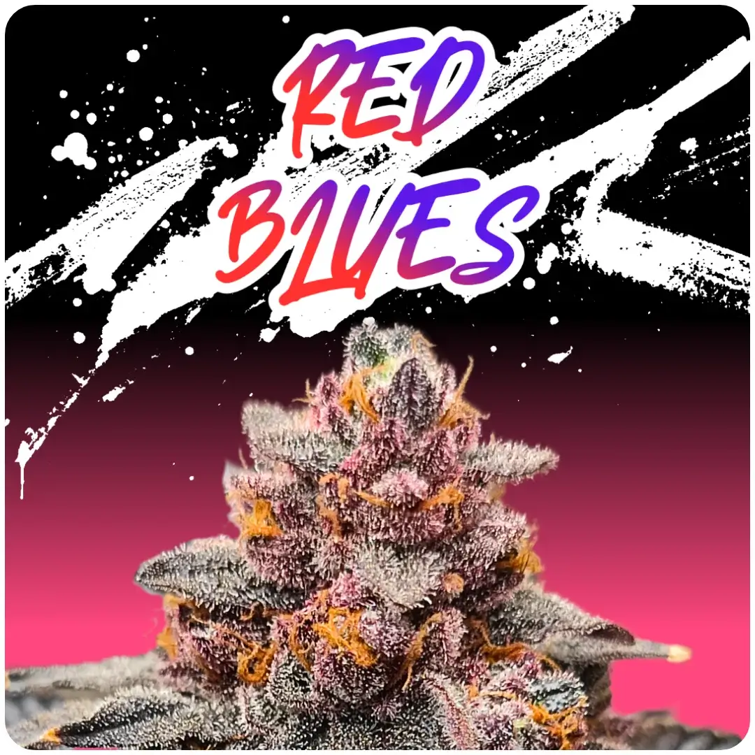 Red Blues Feminized – Alchimia Grow Shop