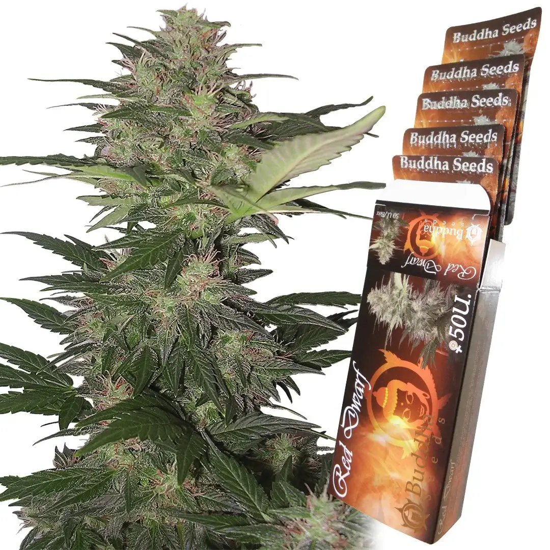 Red Dwarf auto Autoflower – Alchimia Grow Shop