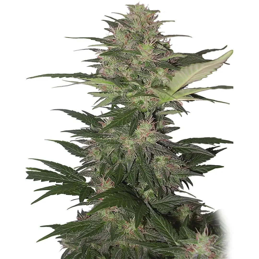 Red Dwarf auto Autoflower – Alchimia Grow Shop