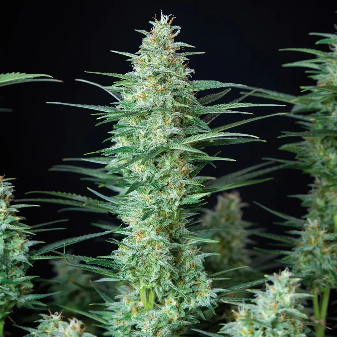 Red Dwarf auto Autoflower – Alchimia Grow Shop