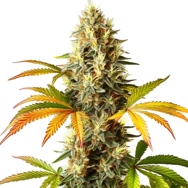 Red Super Skunk Auto – Blimburn Seeds
