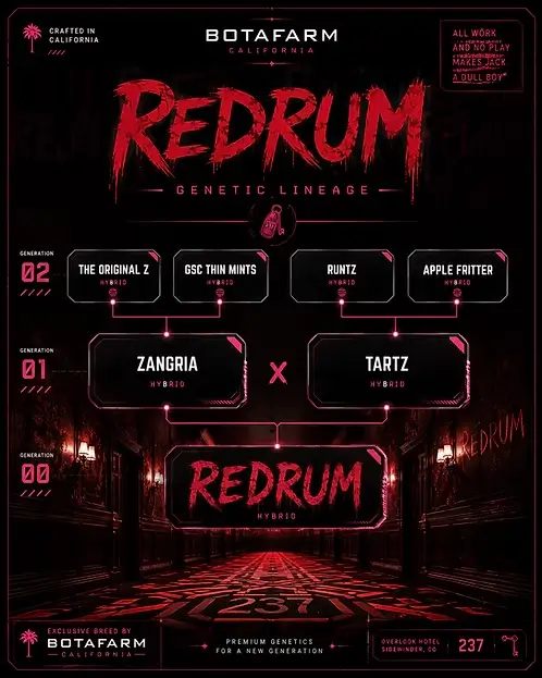 RedRum Feminized – Alchimia Grow Shop