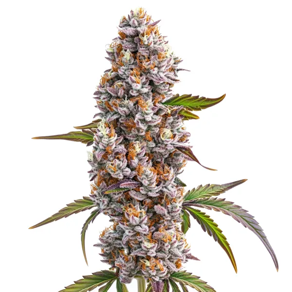 Reeze McFlurry – Blimburn Seeds