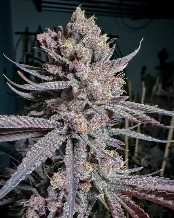 Ripe Feminized – Alchimia Grow Shop